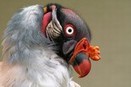Vulture