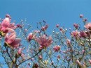 Spring Flowers